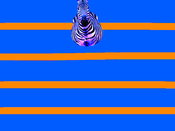 Pattern Collection - Zebra